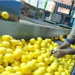 ¿Cuántos limones exporta Argentina?