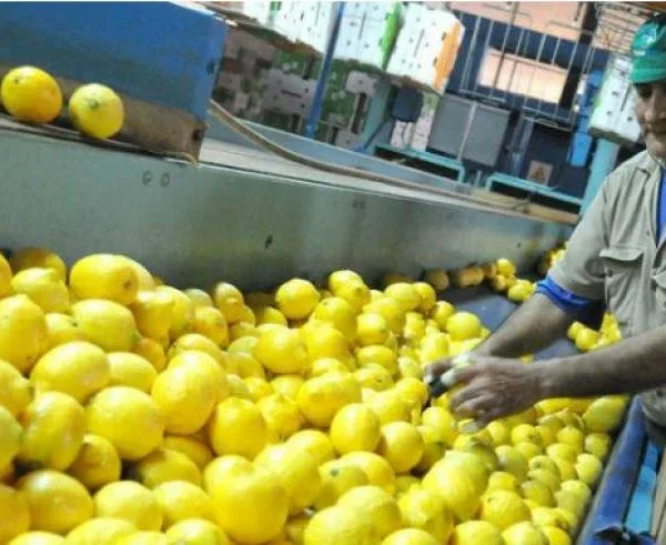limones agro tucumano Tucumán cítricos