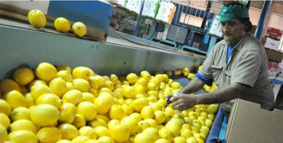 Lee más sobre el artículo ¿Cuántos limones exporta Argentina?