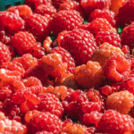 La agricultura en Tucumán: pasado, presente y futuro de una potencia agroindustrial