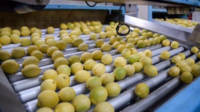 agro Tucumán limones cítricos