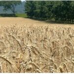 El futuro de Tucumán está en el agro