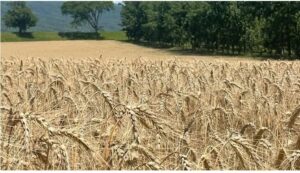 Lee más sobre el artículo El futuro de Tucumán está en el agro