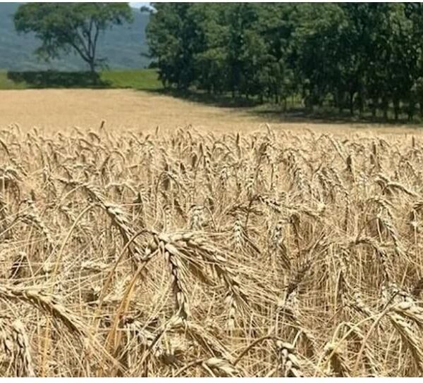 Tucumán agricultura legumbres