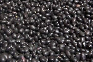 Lee más sobre el artículo ¿Pueden los porotos negros posicionar a Tucumán como líder agroexportador del NOA?
